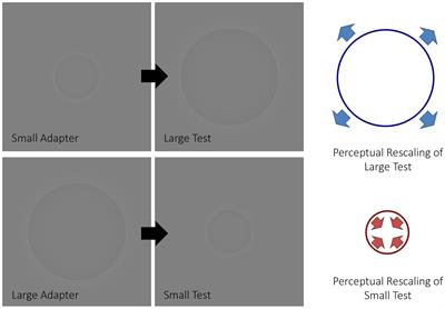 Size Aftereffects Are Eliminated When Adaptor Stimuli Are Prevented from Reaching Awareness by Continuous Flash Suppression